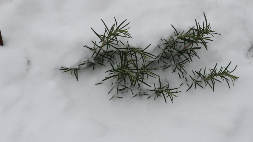 Schneebedeckter Rosmarin