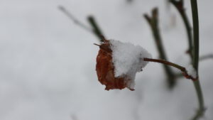 Schnee auf Rose